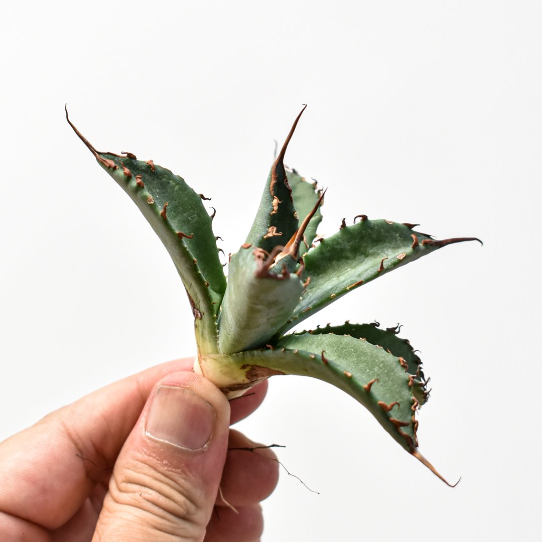 アガベ　エボリスピナ　× ブラックアンドブルー　ハイブリッド　BB 子株 アガベ チタノタ ブラックアンドブルー（bb-11）BB子株 | アガベ