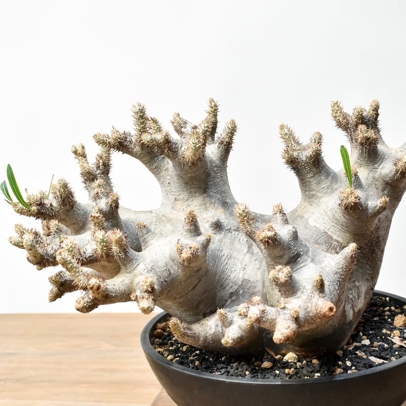 RAFLUMコレクション】パキポディウム イノピナツム 