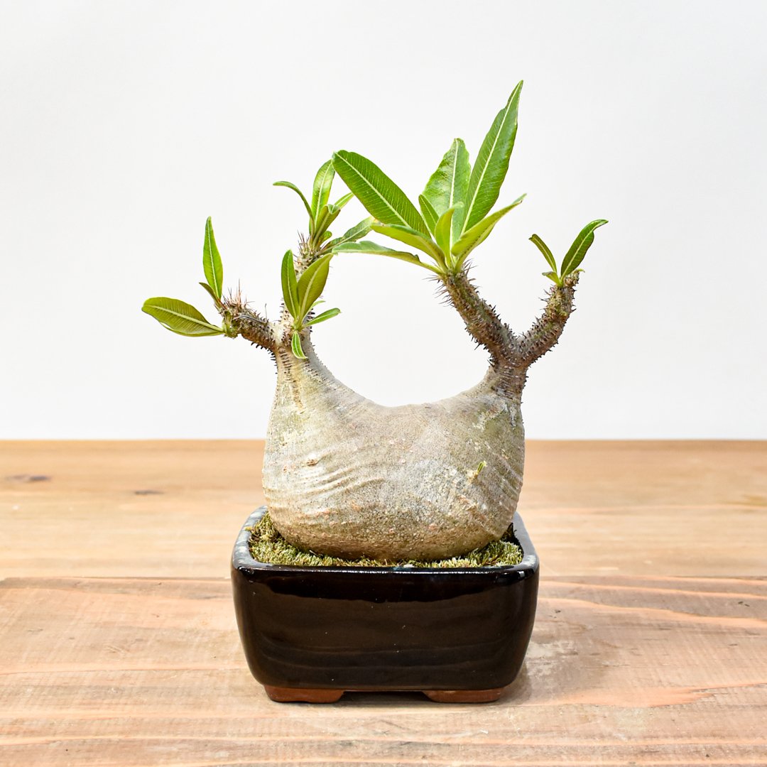 塊根植物　パキポディウム　グラキリス WACK” ON YOUR SIDE】パキポディウム グラキリス WACK-B094 |