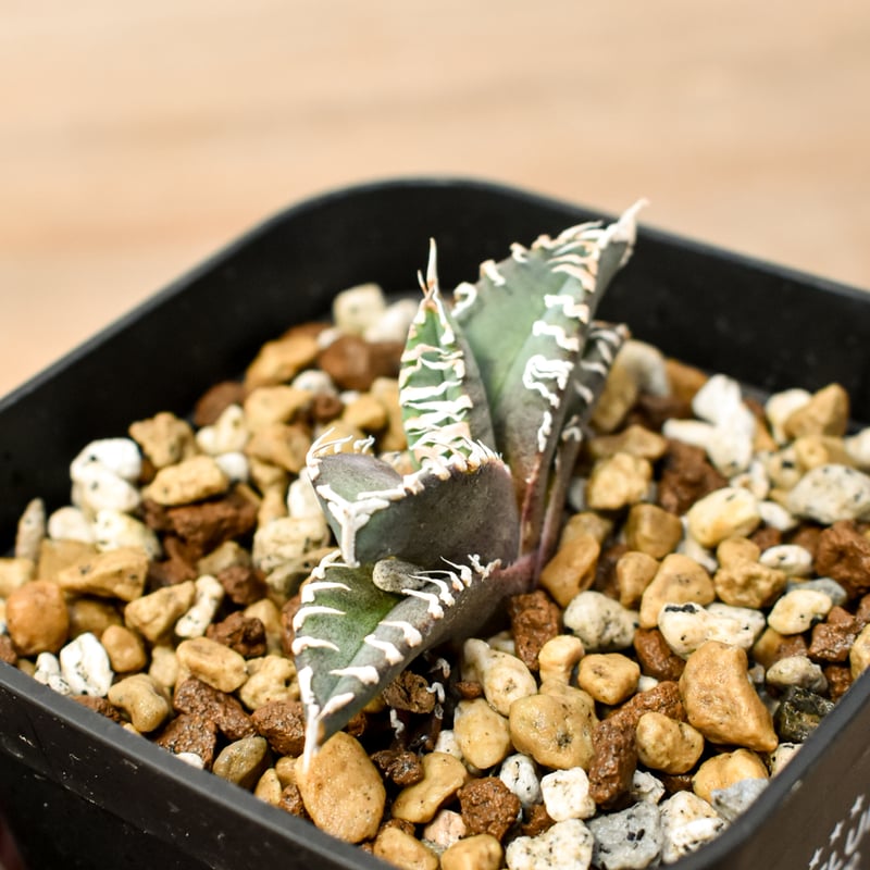 アガベ チタノタ ゴジラ 