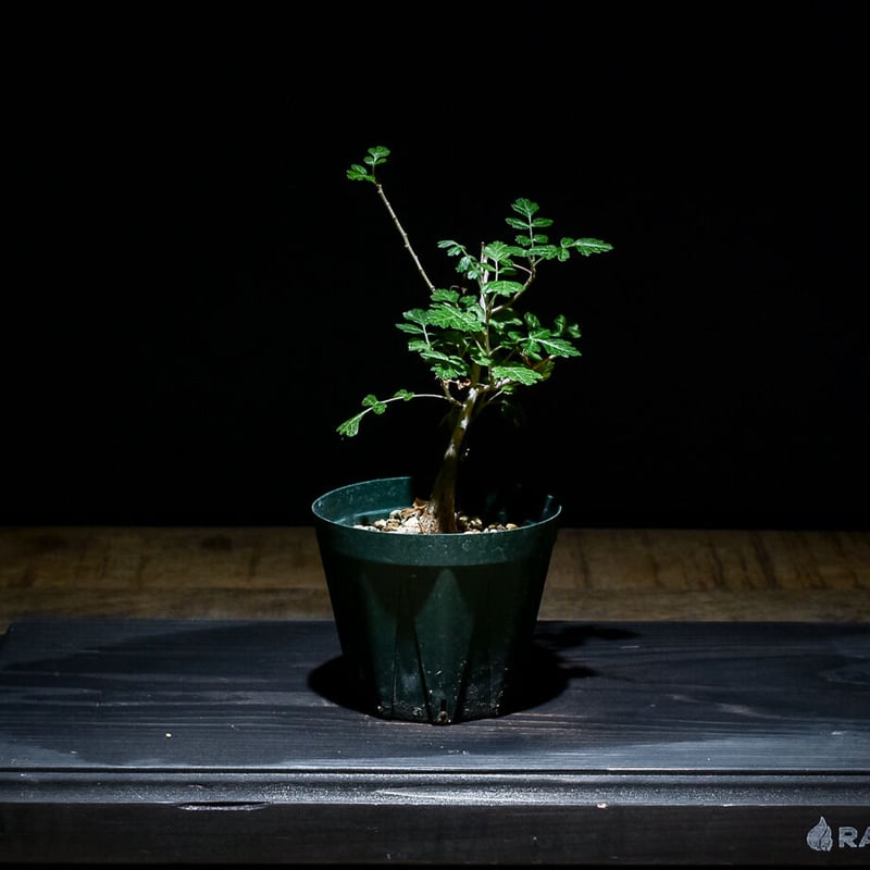 パキコルムス ディスカラー 