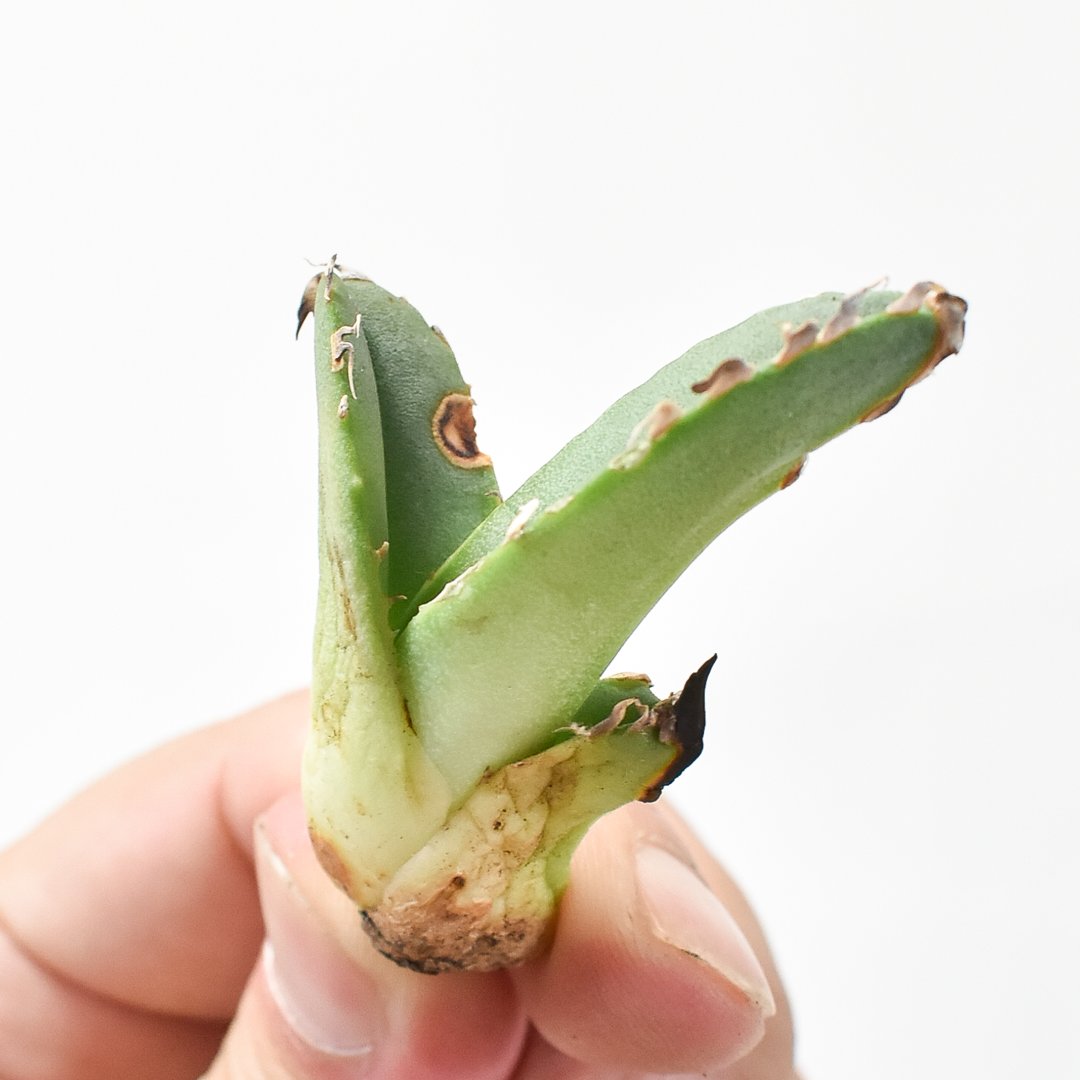 アガベ 台湾ゴジラ 発根済み アガベ MS-AW 台湾ゴジラ コロナ 発根済み ③