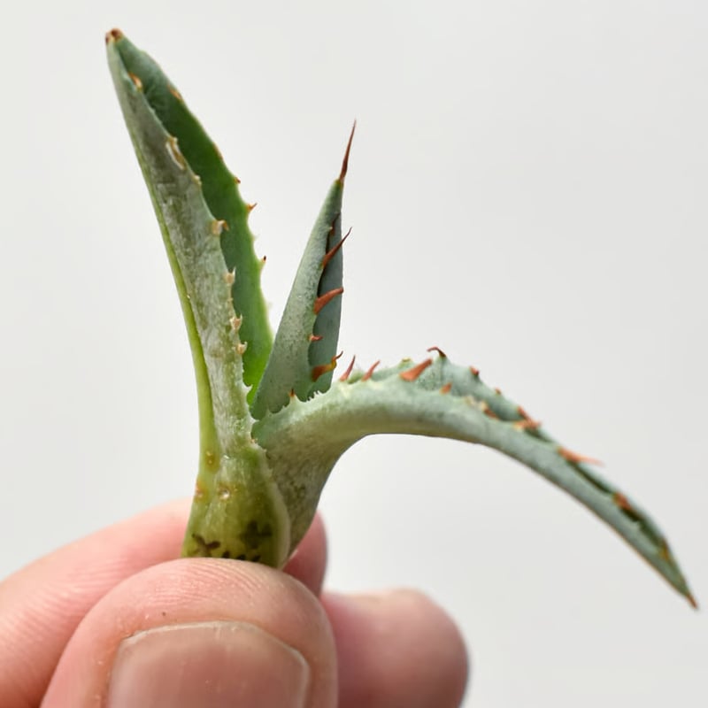 アガベ　蝦蟹 アガベ ハイブリッド 蝦蟹 Agave hybrid isthmensis hyb. from