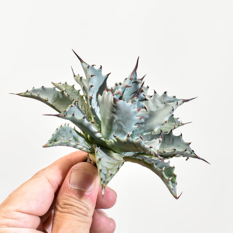 極レアハイブリッドアガベ「特青肌甲蟹×妖炎」Agave 極レアハイブリッドアガベ「特青肌甲蟹×妖炎」Agave