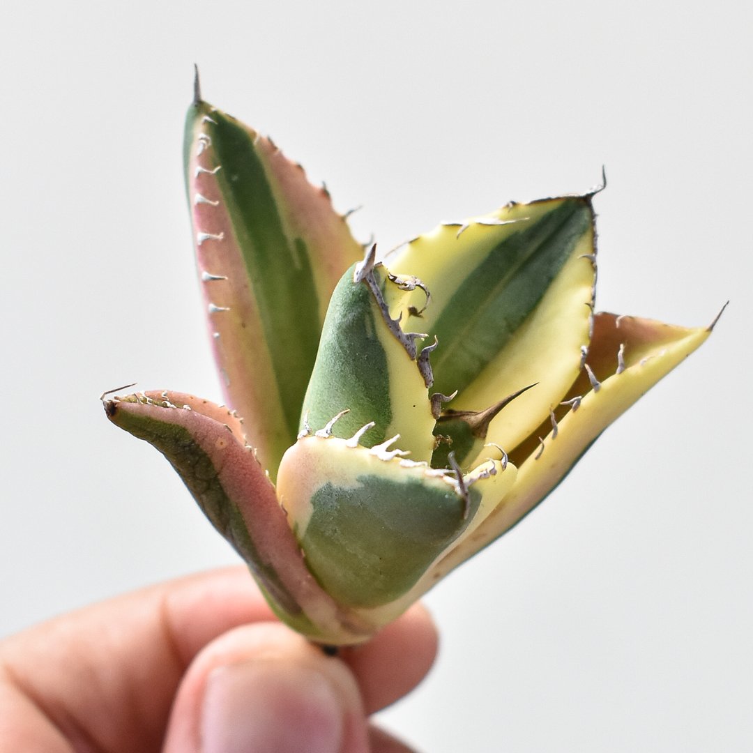 アガベ チタノタ スナグルトゥース アガベ チタノタ スナグルトゥース