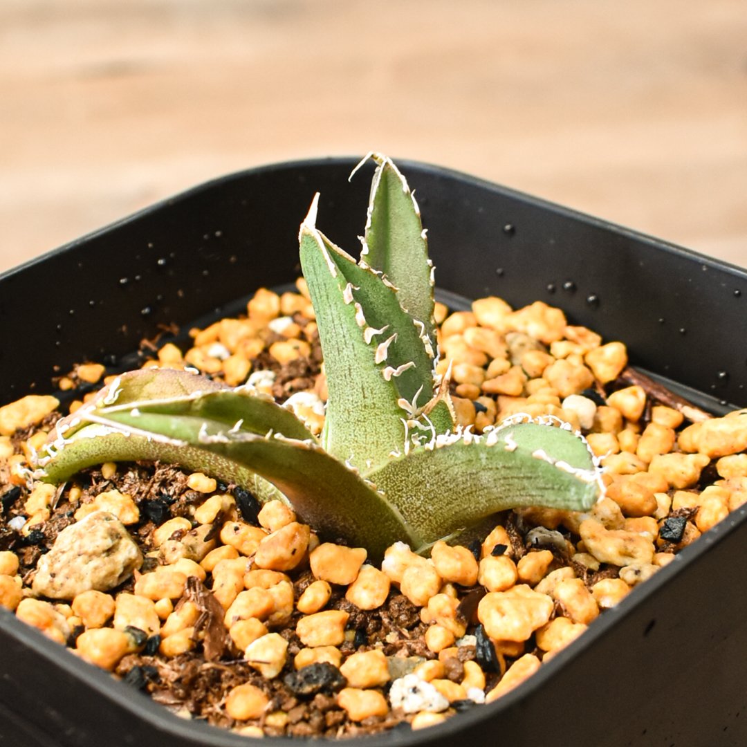 アガベ チタノタ 