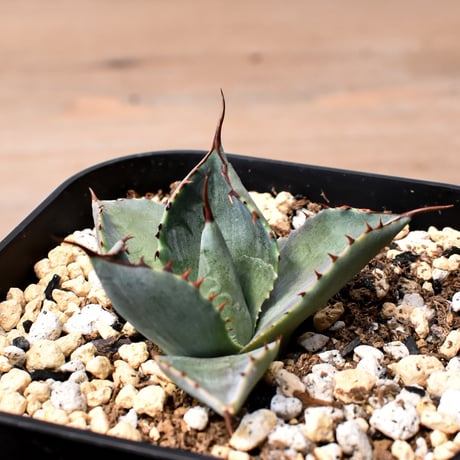 アガベ ハイブリット 曙光 ×（パラサナ、イシスメンシス）【台湾botanical_seeker産】D RF25011575