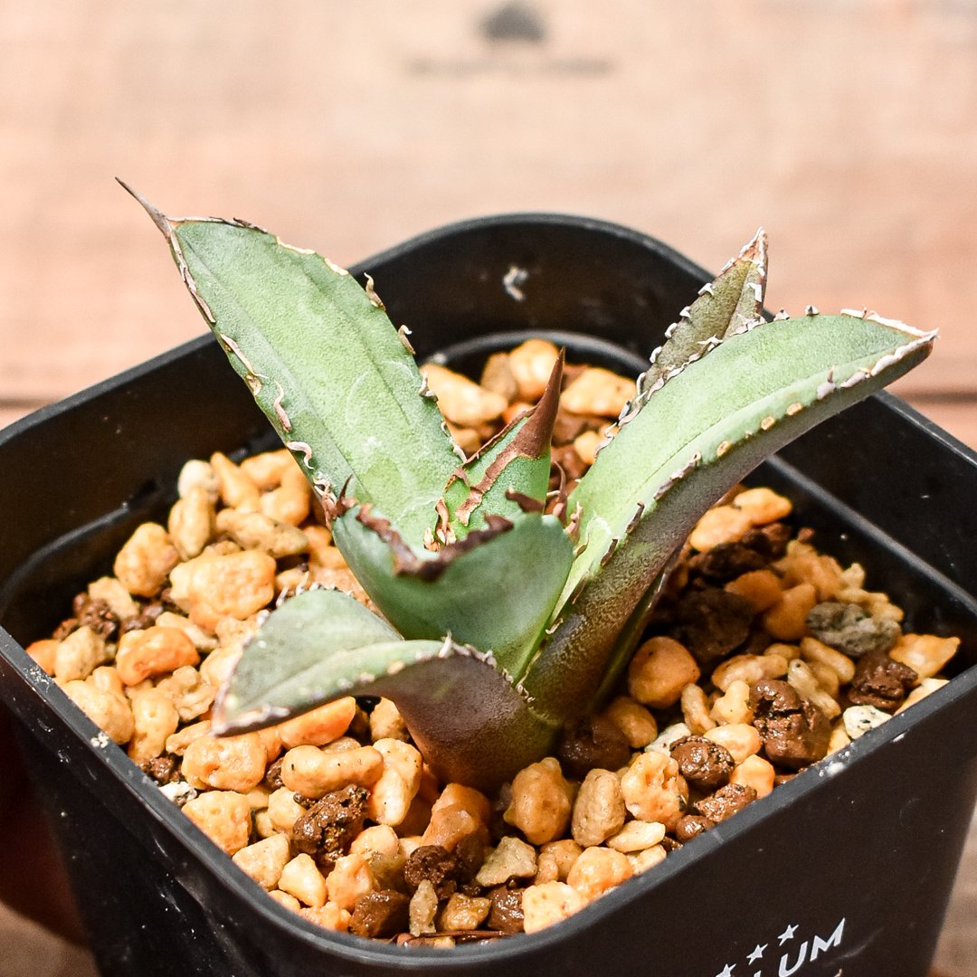 【最終値下げ】アガベ　チタノタ　キングアーサー（12）亞瑟王　中株 Agave Titanota King Arthur 亞瑟王👑 毒刺産キングアーサー