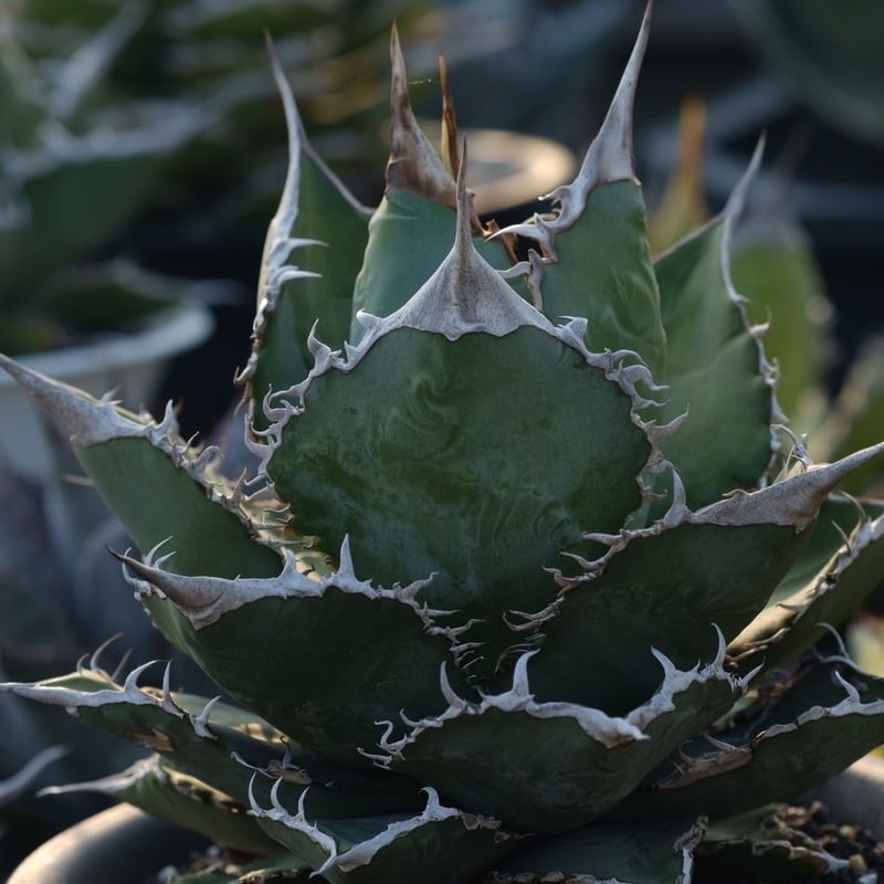 Berlin産 毒蛇 アガベ　チタノタ 子株 発根済 福建省産 アガベ チタノタ 毒蛇 Agave Titanota Viper