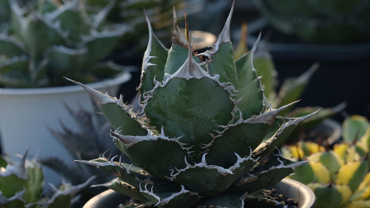 アガベ チタノタ 