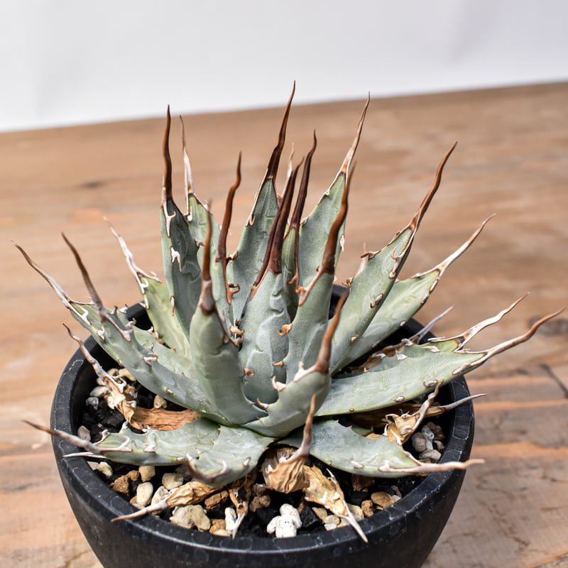 アガベ Dennis hybrid 妖炎X甲妖 /エボリスピナ×（イシスメンシス