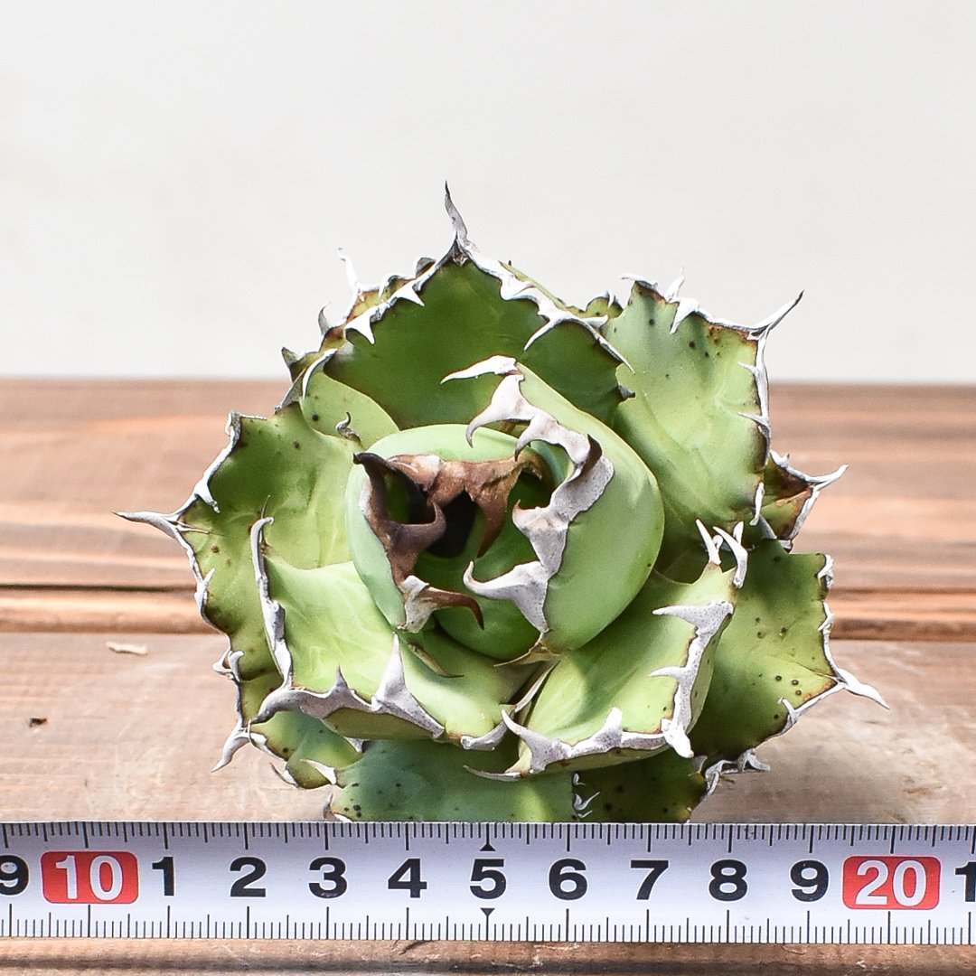 58 アガベチタノタ覇王竜美株肉厚ムチムチ選抜特選