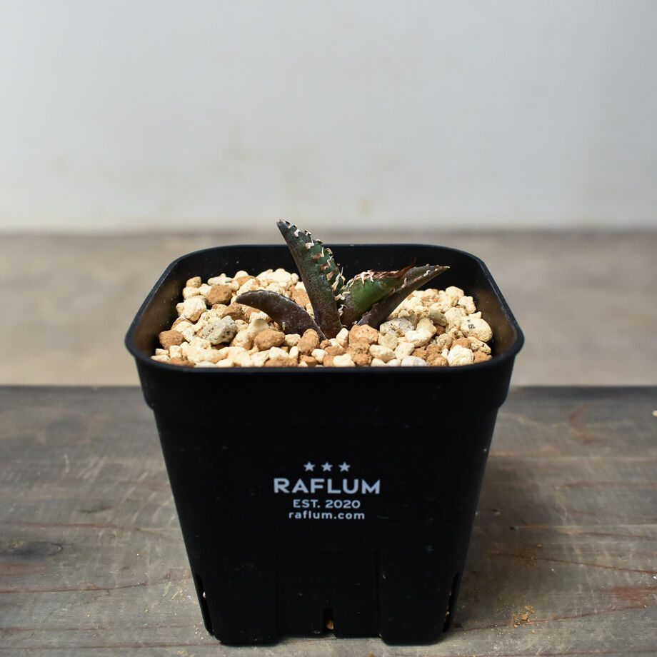 チタノタ　シーザー　アガベ　子株付き 子株付】アガベ・チタノタ シーザー（凱撒）大-008｜agave