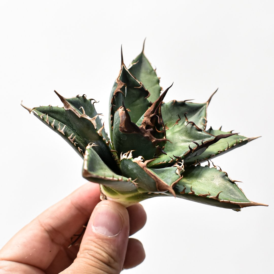 アガベ チタノタ 