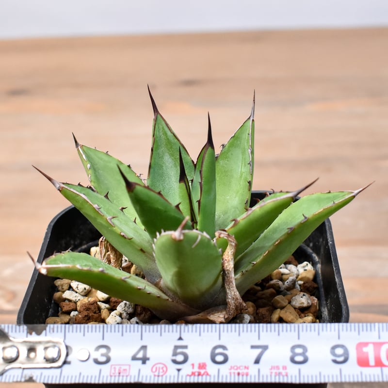 アガベ Dennis hybrid 甲蟹X笹之雪 【台湾DENNIS産/実生】DN25010