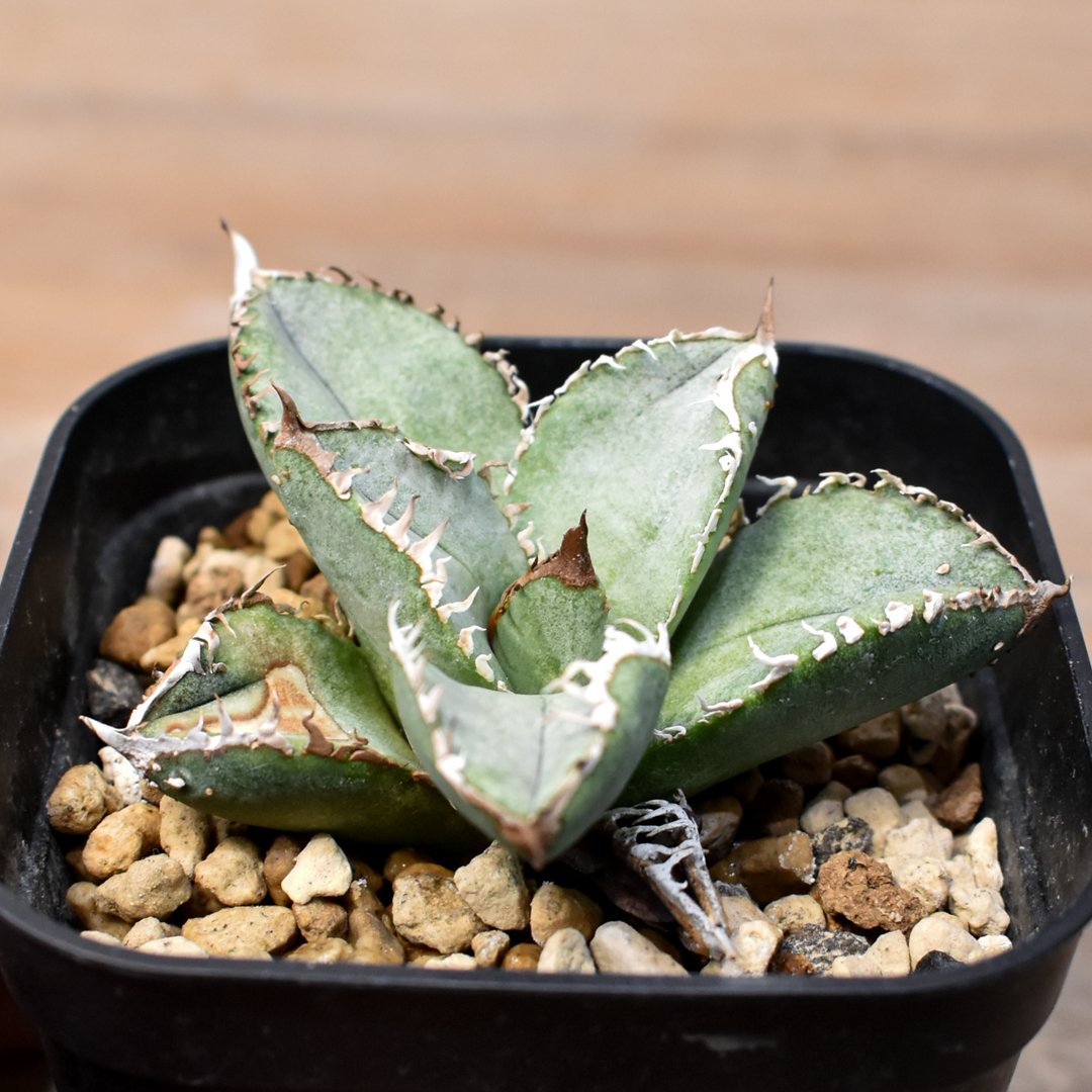 アガベ チタノタ 