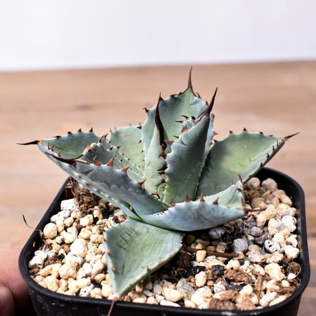 アガベ ハイブリット （パラサナ、イシスメンシス）× 曙光【台湾botanical_seeker産】C RF25011563