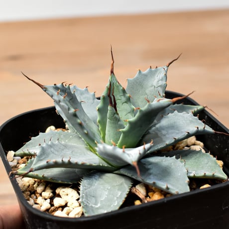 アガベ ハイブリット 日系イシスメンシス×象牙妖炎（陽炎エボリ）【台湾botanical_seeker産】RF25011408