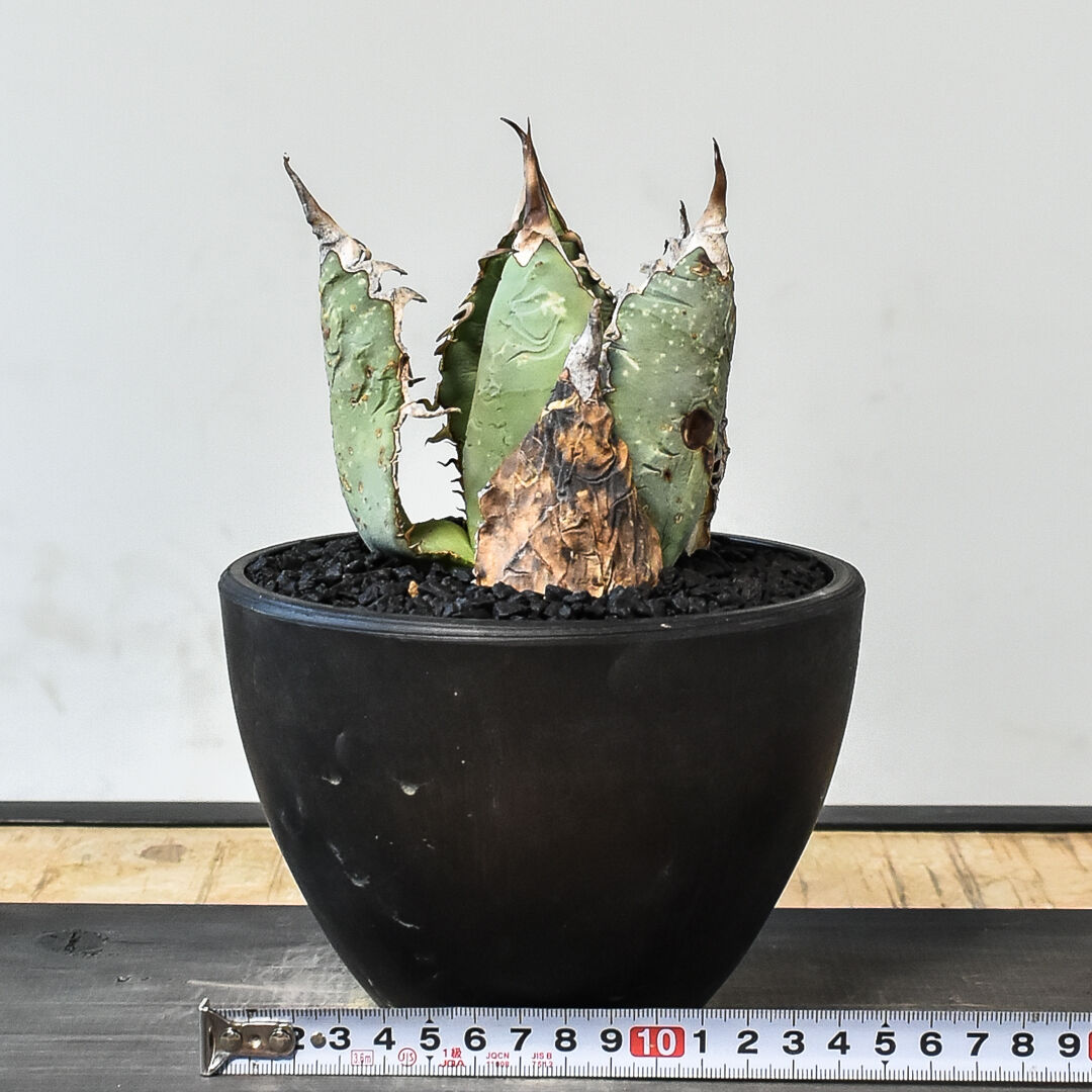 アガベ オテロイ メキシコ オアハカ産 現地球 発根活着済み - 植物 アガベ オテロイ メキシコ オアハカ産 現地球 発根活着済み - 植物