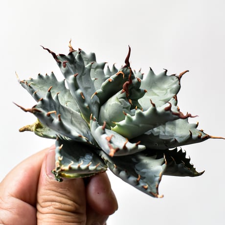 アガベ ハイブリット 特白肌怒雷神×象牙妖炎（陽炎エボリ）【台湾botanical_seeker産/選抜株】B RF25011740