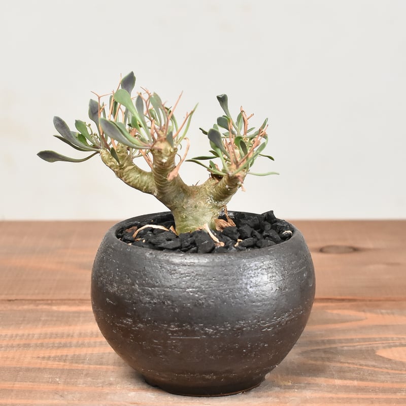 オトンナ ユーフォルビオイデス 