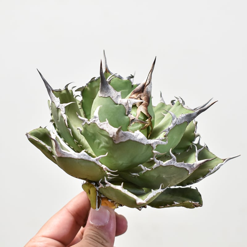 アガベ チタノタ 巨獣 【台湾 dragon agave産/抜き苗/中株】DG2401191