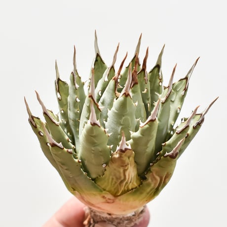 STORES 塊根植物の検索結果