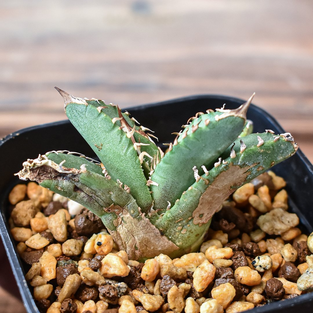 アガベ チタノタ 