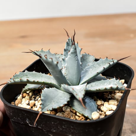 アガベ ハイブリット 日系イシスメンシス×象牙妖炎（陽炎エボリ）【台湾botanical_seeker産】RF25011401