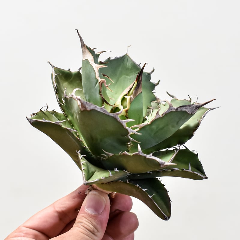 アガベ チタノタ アガベ チタノタ