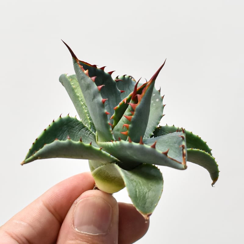 ウ*ズ様 アガベ　ファンキートゥース　ハイブリッド　パラサナ　モンタナ　イシスメ アガベ ファンキートゥース ハイブリッド パラサナ モンタナ