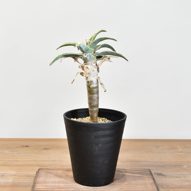 アロエ ピランシー【実生】RF25011361 | RAFLUM / ラフラム｜東京