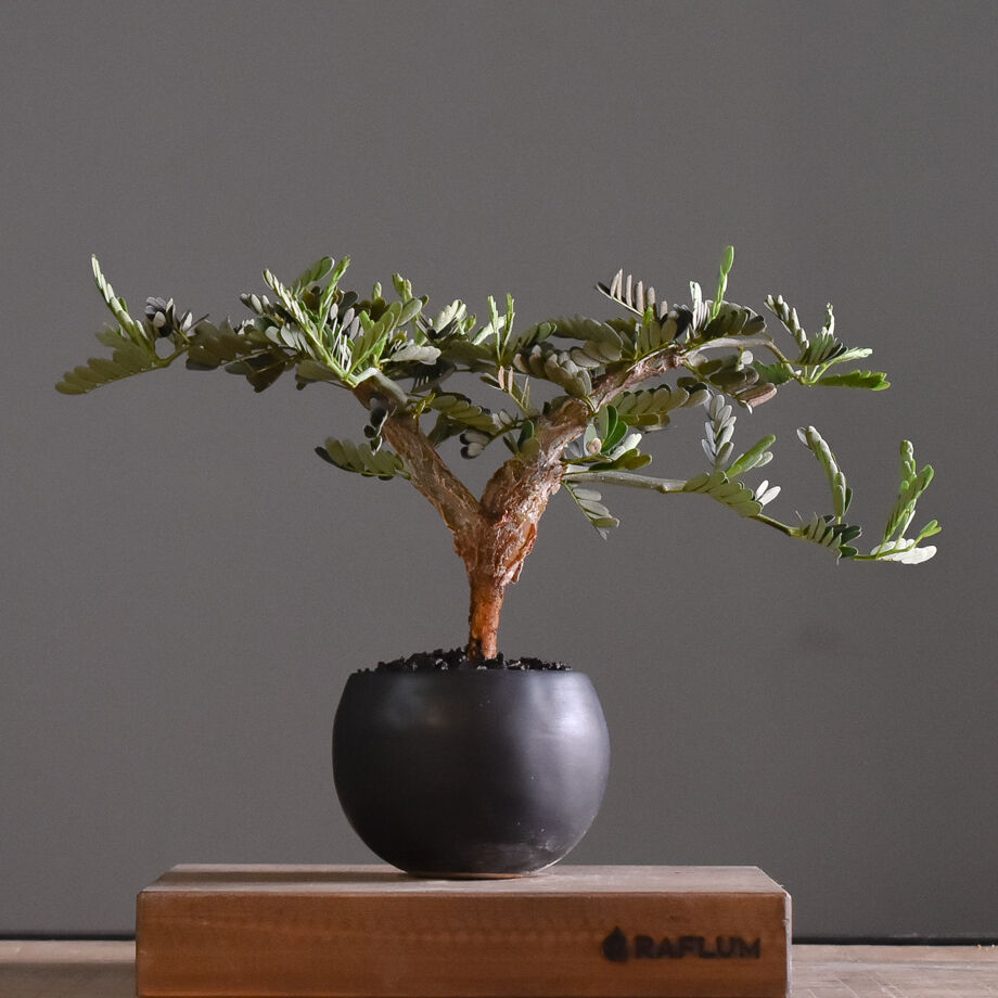 センナ・メリディオナリス②　灌木 fit=scale-down,w=1200