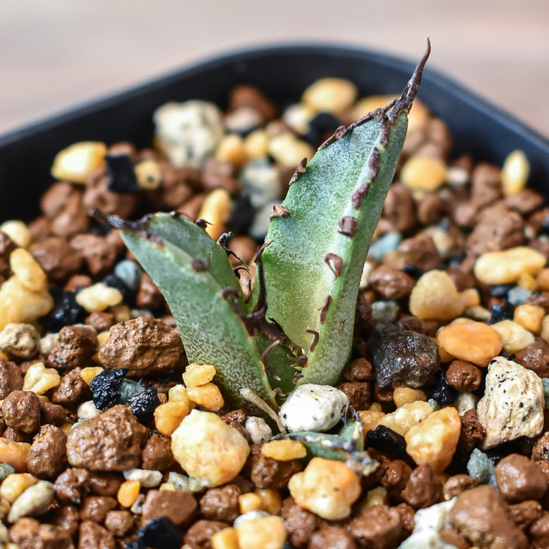 アガベ チタノタ 