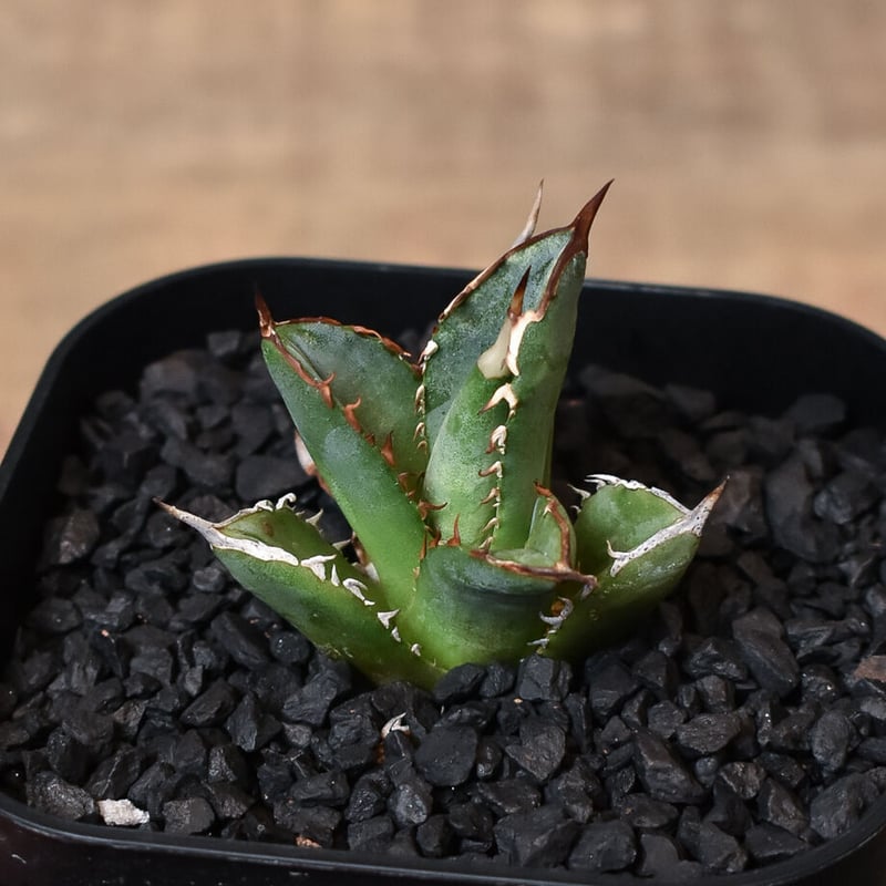 アガベ チタノタ ブラックファイヤー 