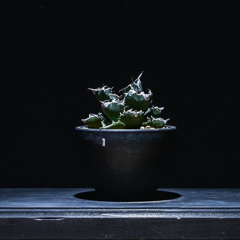 アガベセット（黒鯨・チタノタ・曲刺八雷・FO222・ソーラーエクリプス・螃蟹） アガベセット（黒鯨・チタノタ・曲刺八雷・FO222・ソーラー