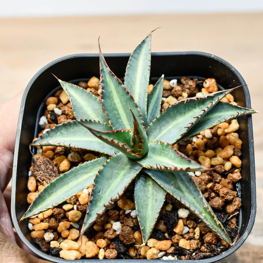 アガベ ハイブリット 