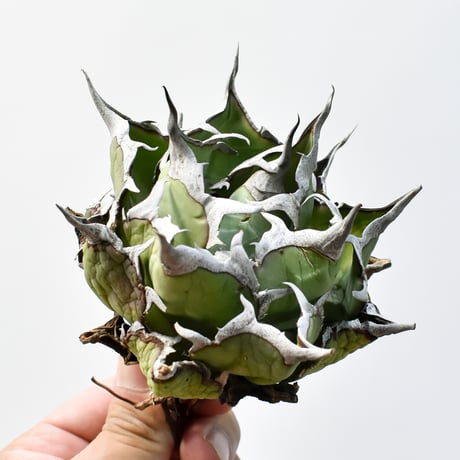 アガベ チタノタ ハデス 親株 アガベチタノタハデス | STORES