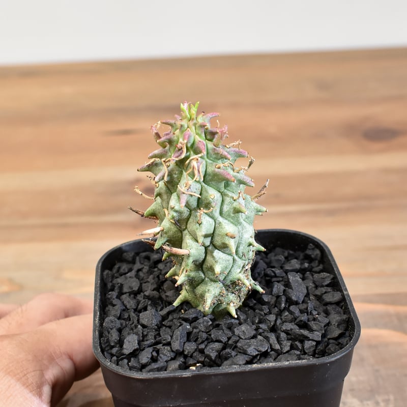 ユーフォルビア スコエンランディ 