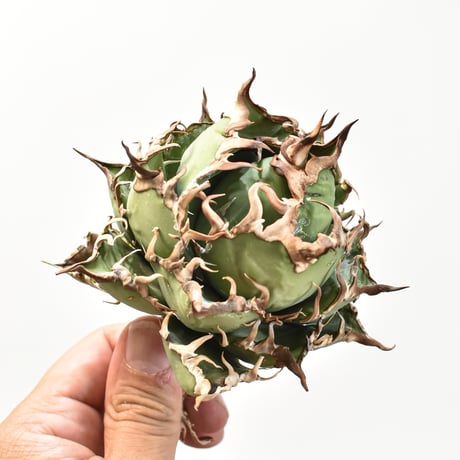 【5CLAW】アガベ チタノタ シーザー / 精品凱撒 【台湾 dragon agave産/中株/抜き苗】RFDG25010967