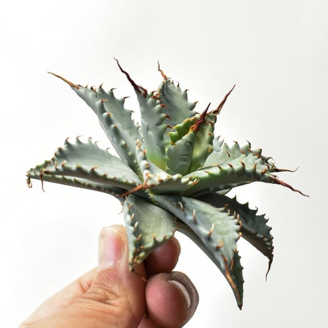 アガベ ハイブリット 特白肌怒雷神×象牙妖炎（陽炎エボリ）【台湾botanical_seeker産/選抜株】RF25011587
