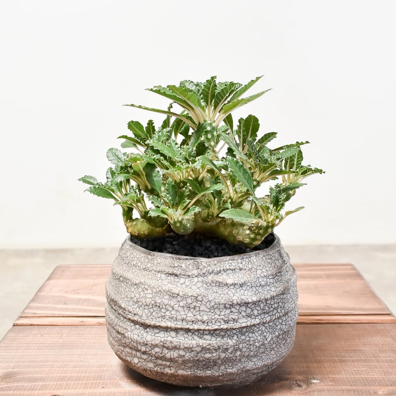 大株 ドルステニア ラブラニー 発根済み ドルステニア ラブラニー L【発根済み】GM2401762(T) | RAFLUM