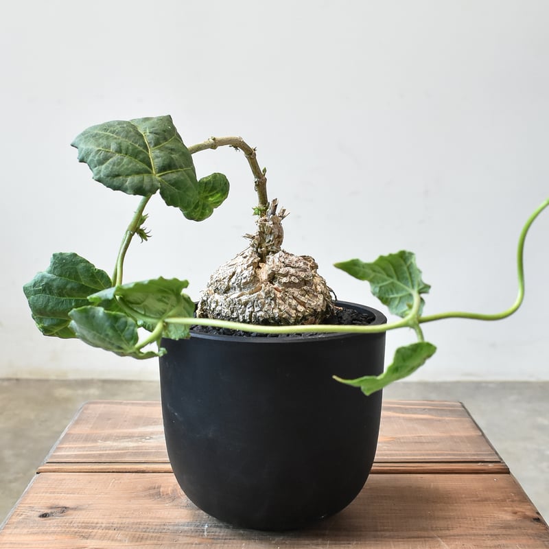 マテレア シクロフィラ【発根済み】HK2401938 | RAFLUM / ラフラム