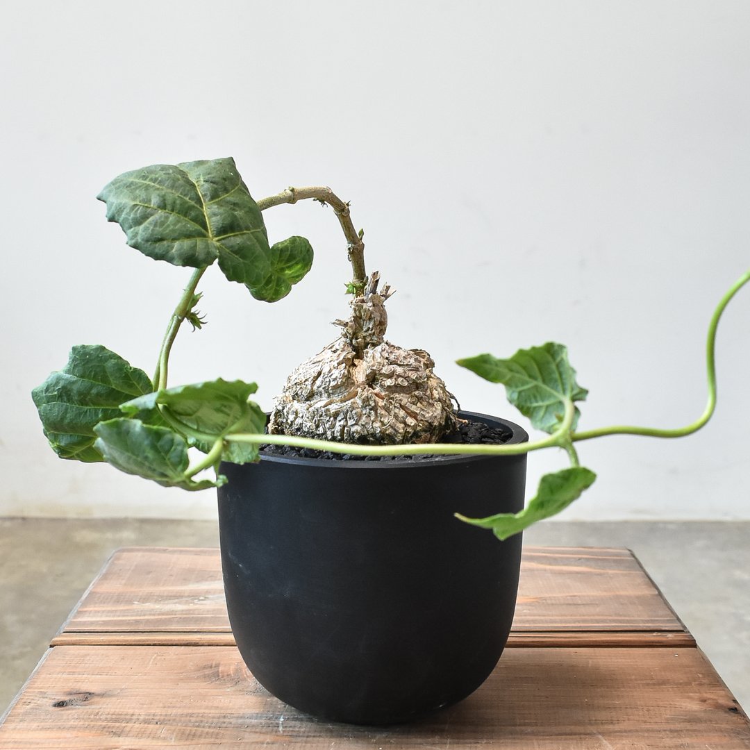 マテレア シクロフィラ【発根済み】HK2401938 | RAFLUM / ラフラム