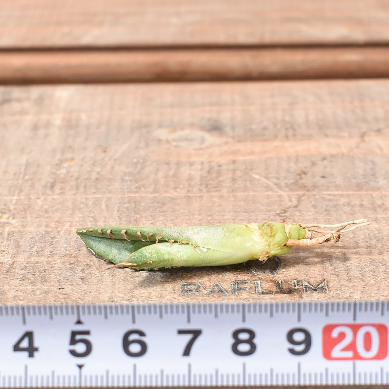 アガベ チタノタ 大黄蜂 バンブルビー OC 親株 【Priki Plants】 アガベ チタノタ 大黄蜂 バンブルビー OC 親株 【Priki Plants】