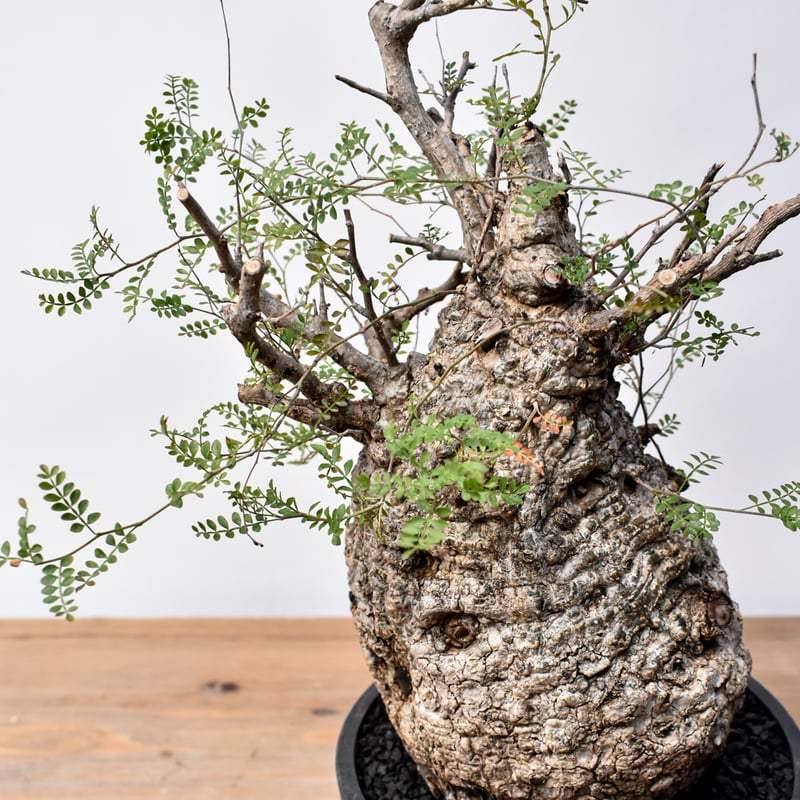 オペルクリカリア パキプス RFHK25011494 | RAFLUM / ラフラム｜東京