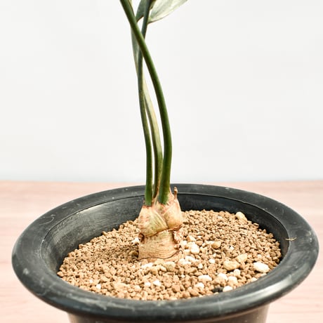 【国際希少野生動植物種登録票付】エンセファラルトス レーマニー RFHK-388