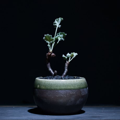 カタチ製作所　ミラビレ CATEGORY ミラビレ | RAFLUM / ラフラム｜東京、大阪の塊根植物