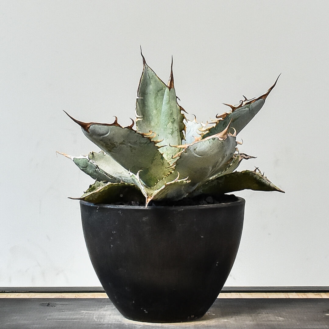 チタノタ　ホワイトアイス　大株 Agave titanota white ice アガベ チタノタ ホワイトアイス | BOTANY CRAFT