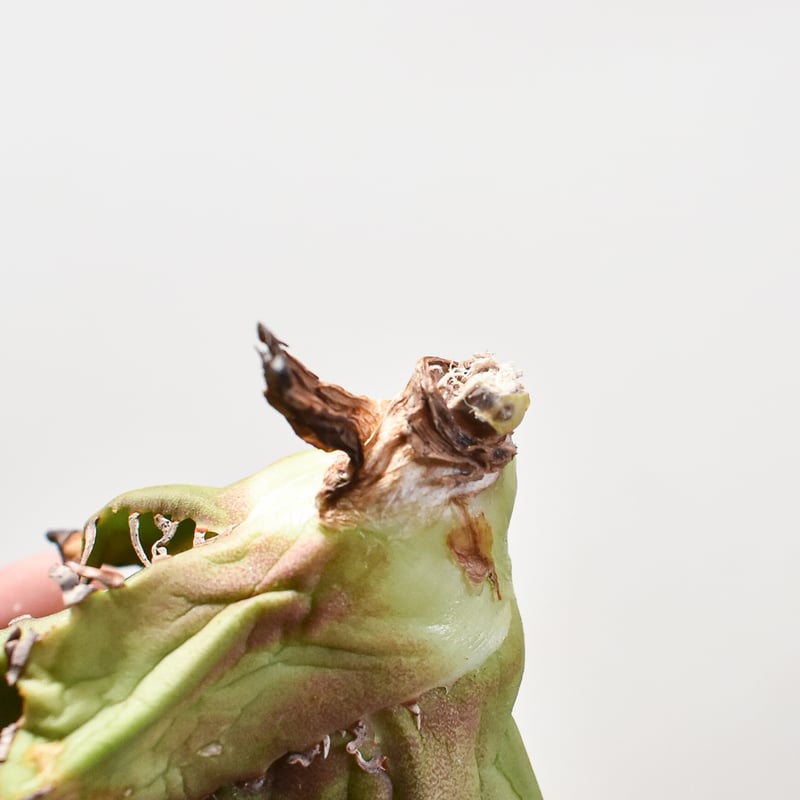 アガベ チタノタ チーター 